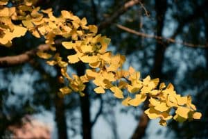 Feuilles de ginkgo biloba et extrait en flacon pour bienfaits naturels