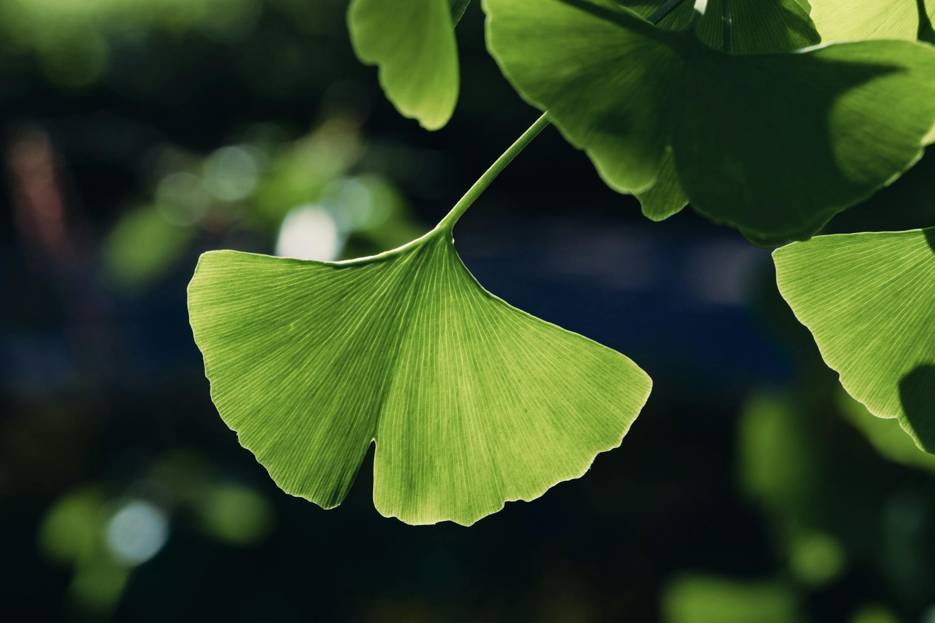 Feuilles fraîches de ginkgo biloba riches en flavonoïdes antioxydants