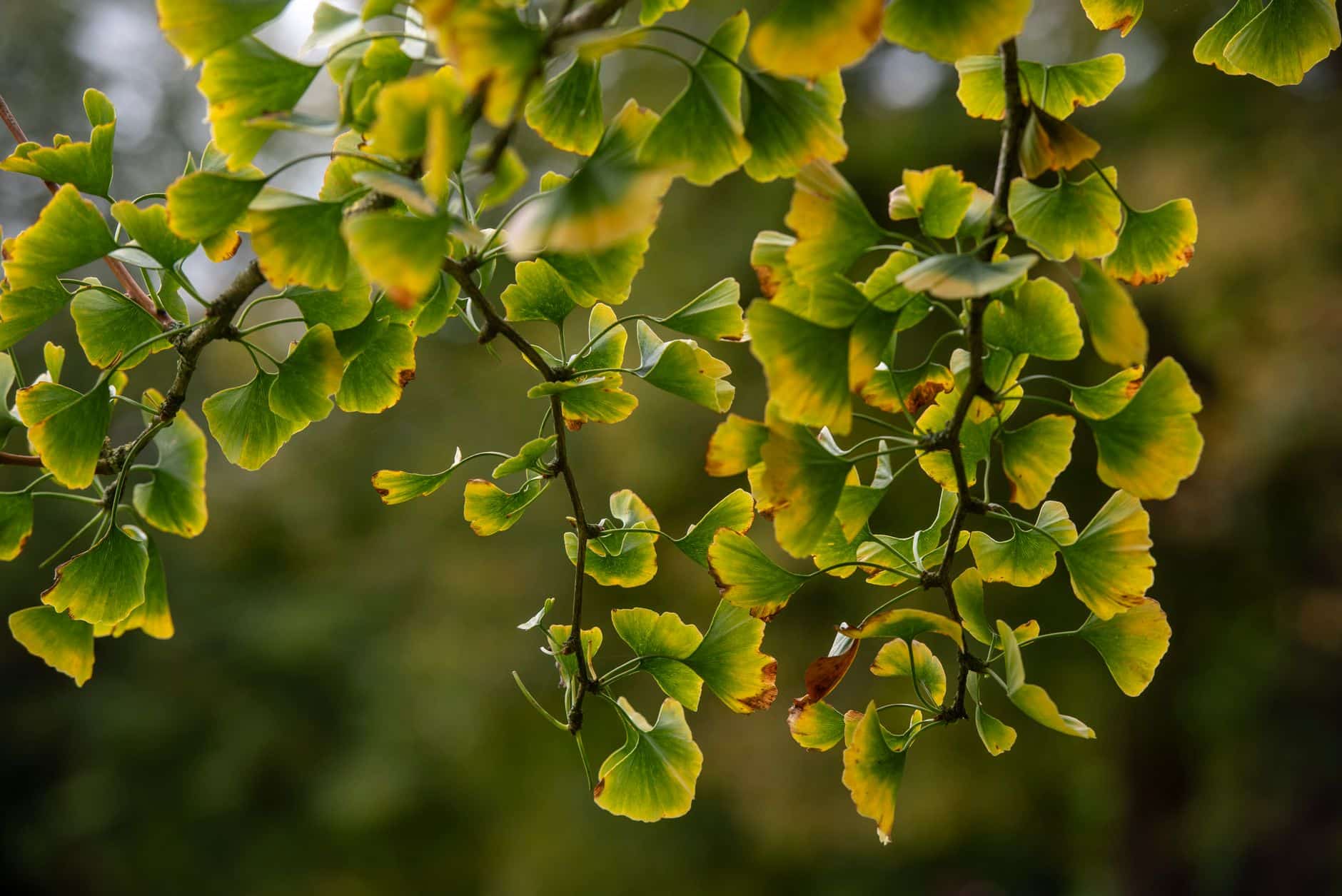 Étude scientifique sur l'extrait standardisé EGb 761 de ginkgo biloba