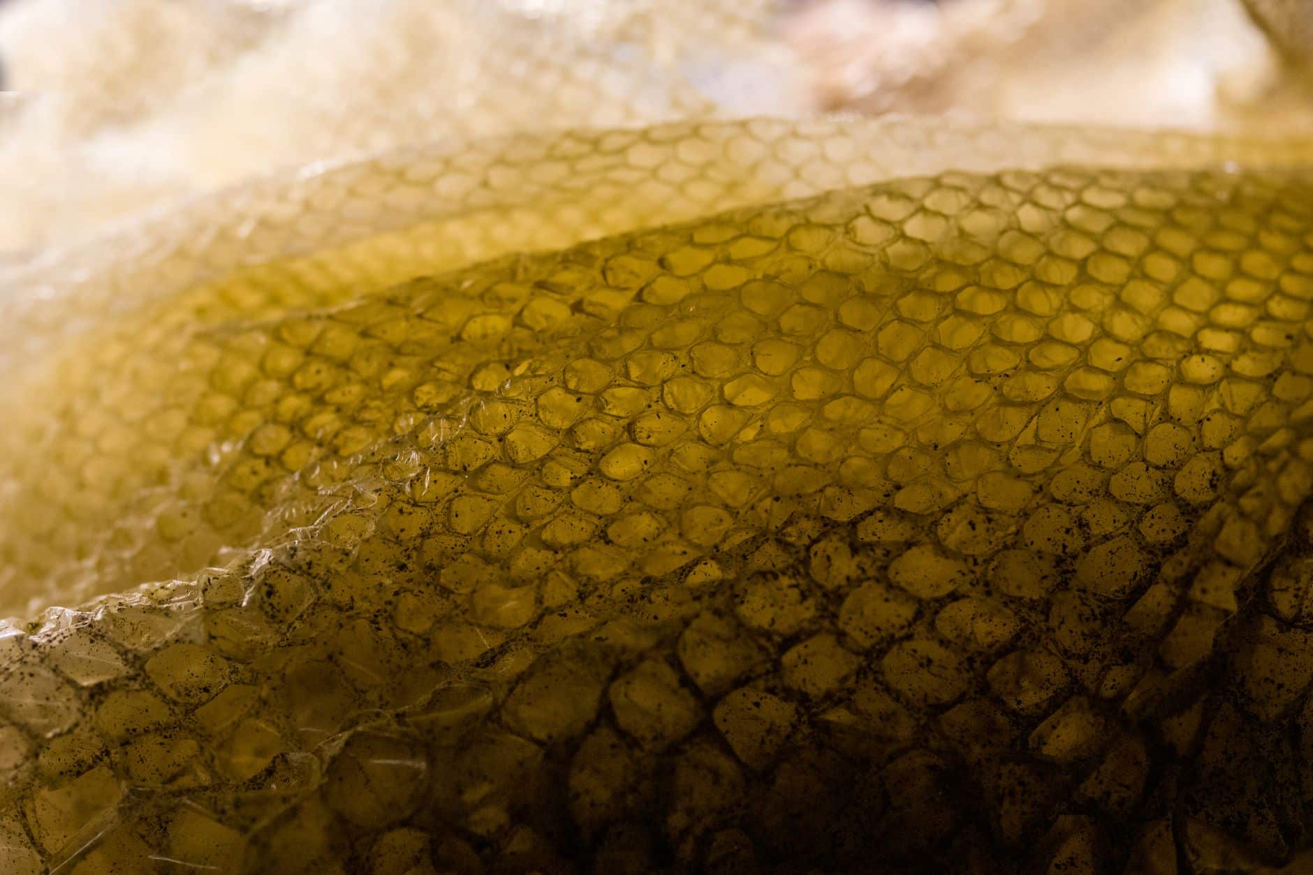 Membrane cellulose SCOBY couches texture gélatineuse