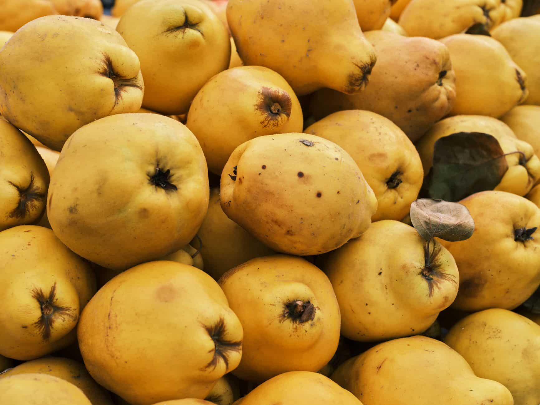 Coings mûrs bienfaits fruits automne sur table bois