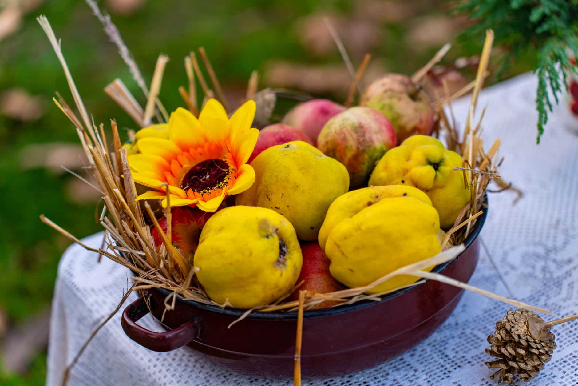 Fruits coing frais entiers valeurs nutritionnelles saison automne