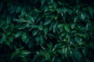 Feuilles de laurier noble fraîches bienfaits santé naturelle