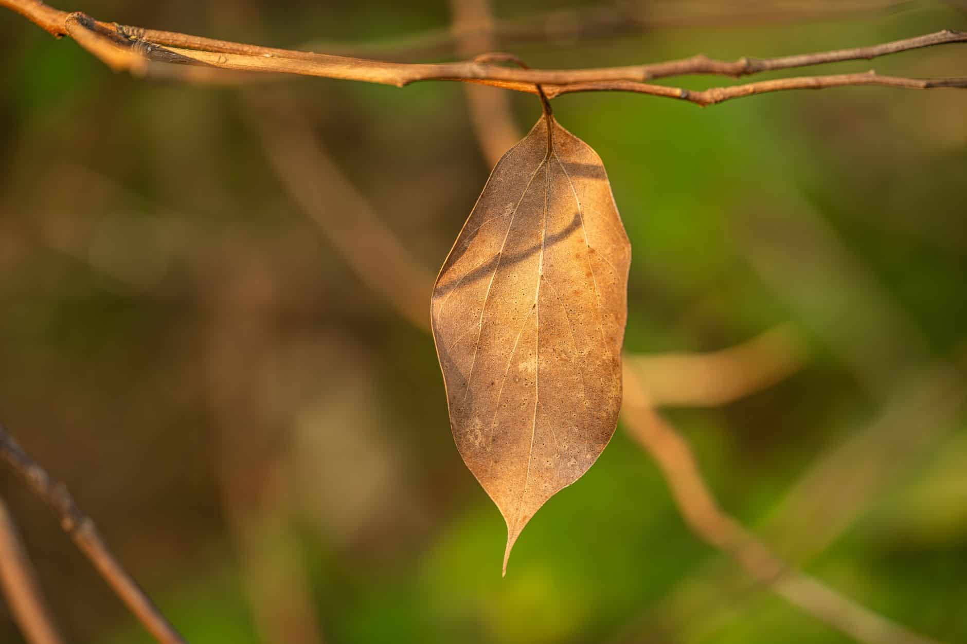 Feuille de laurier sous oreiller sommeil relaxation linalol