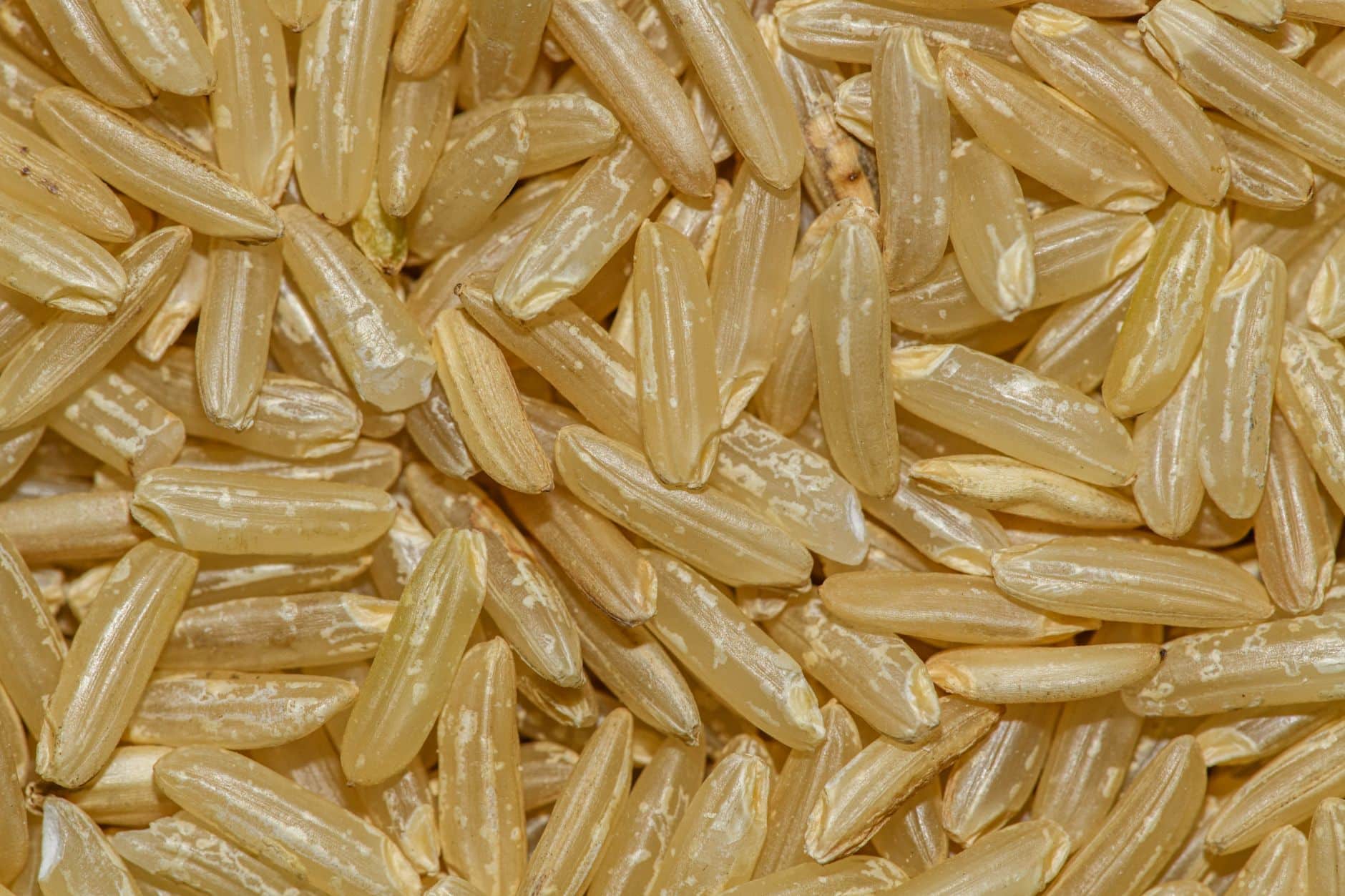 Scoby kombucha flottant surface thé fermenté bocal verre