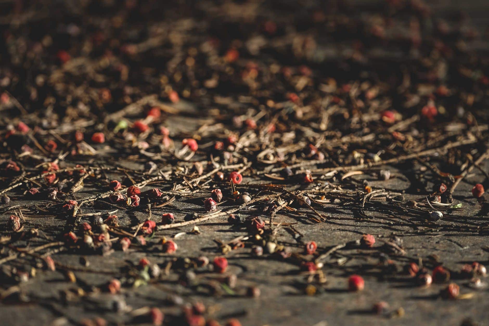 Dosage tisane queue de cerise pour cure drainante de 3 semaines