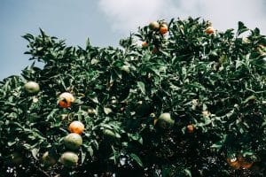 Oranger adulte chargé de fruits dans jardin méditerranéen français