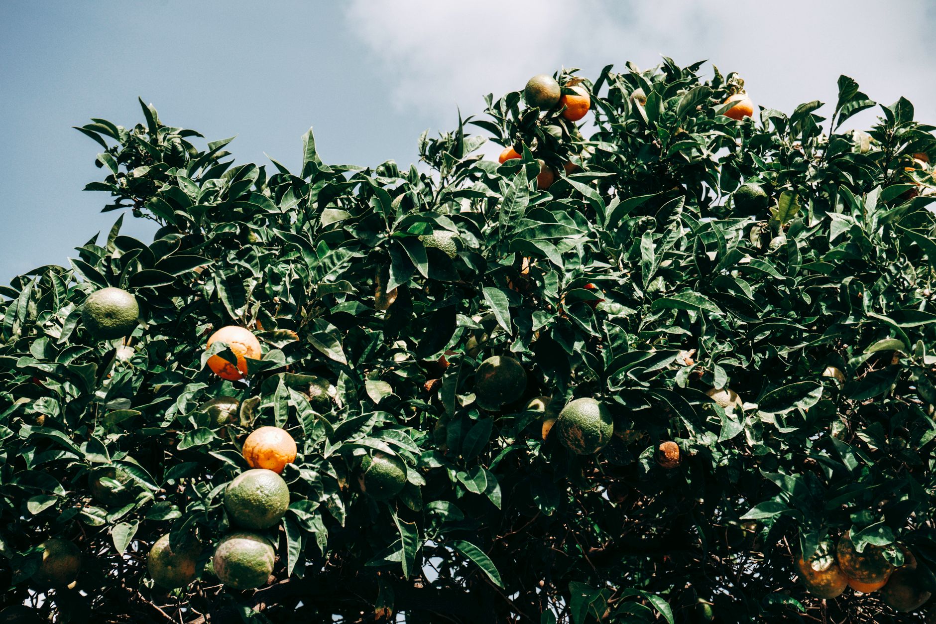 Oranger adulte chargé de fruits dans jardin méditerranéen français