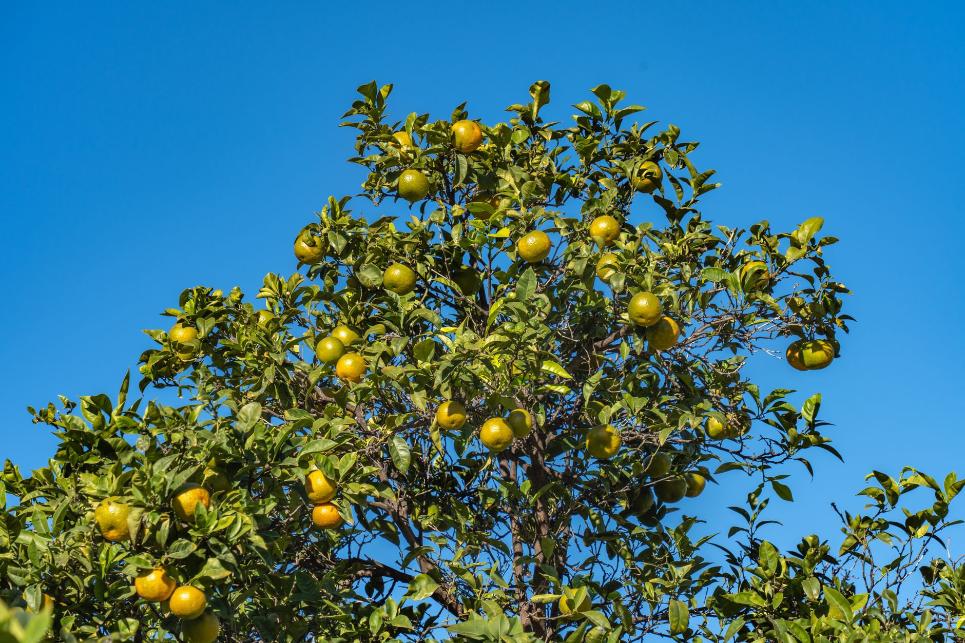 Jeune oranger Valencia en pleine terre variété d'oranger productive