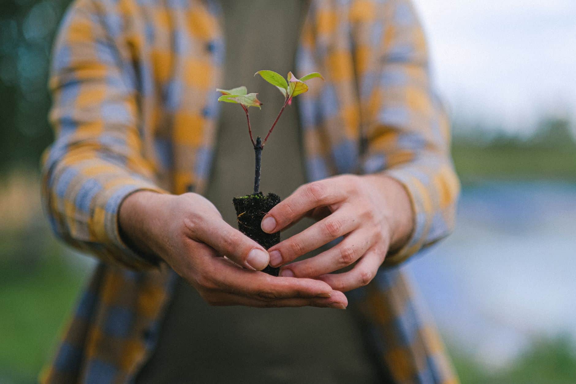 Plantation printemps jeune oranger Citrus sinensis en pleine terre