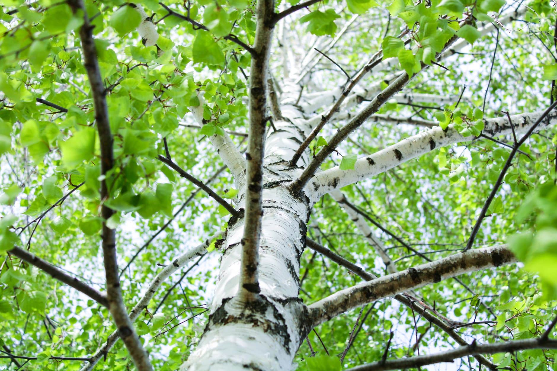 Infusion de feuilles de bouleau plante diurétique naturelle