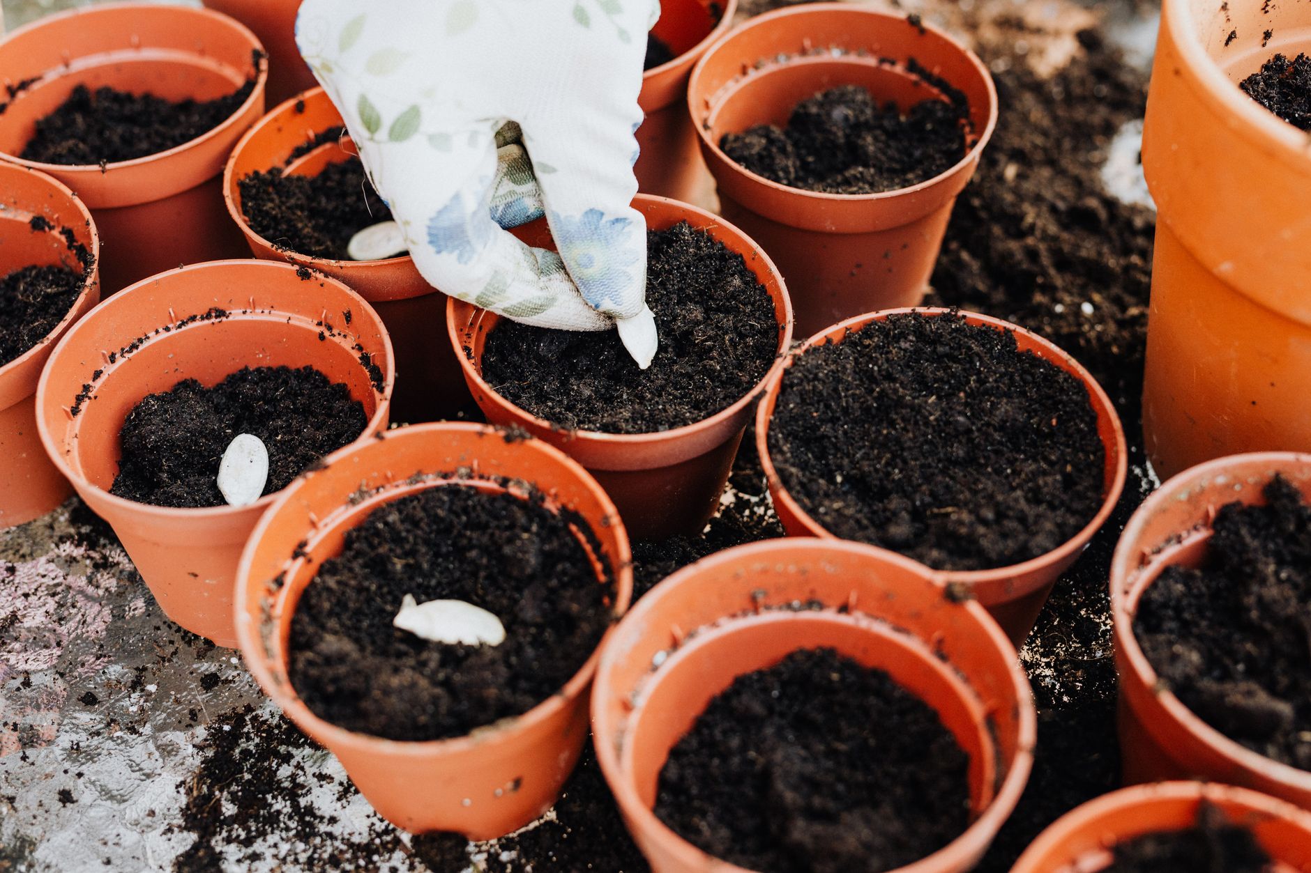 Préparation d'un terreau pour agrumes maison avec sable et compost