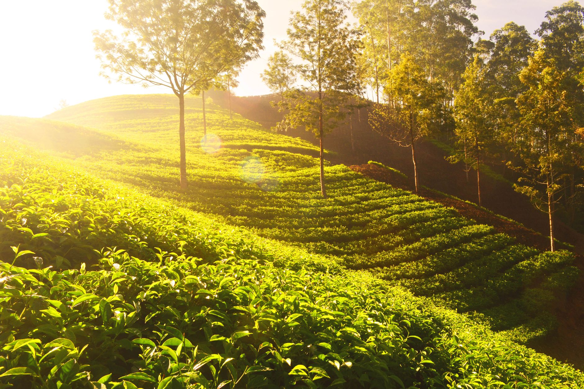 Plantation de thé Darjeeling en Himalaya au lever du soleil